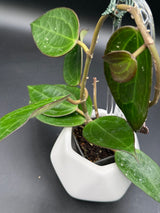 UT249 x latifolia ‘Pot of Gold’ -WD-934