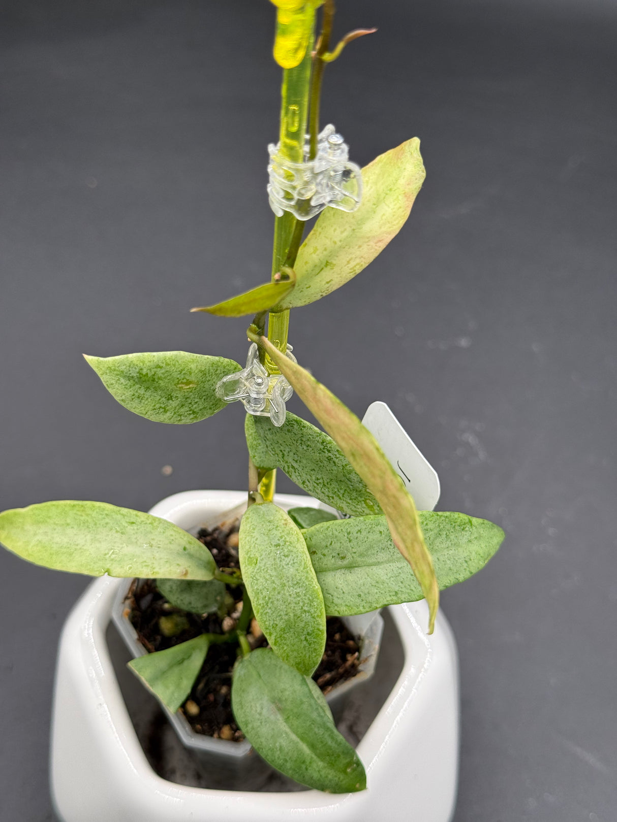 lacunosa ‘Winter Pandora’ -WD-950
