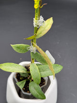 lacunosa ‘Winter Pandora’ -WD-950