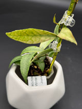 lacunosa ‘Winter Pandora’ -WD-950