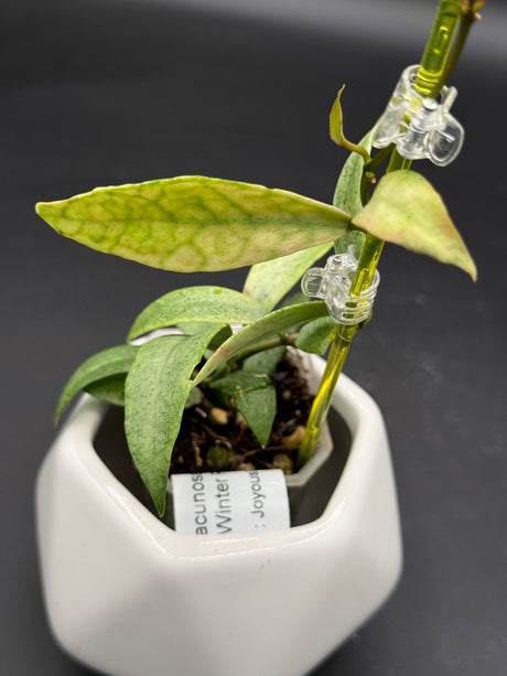 lacunosa ‘Winter Pandora’ -WD-950