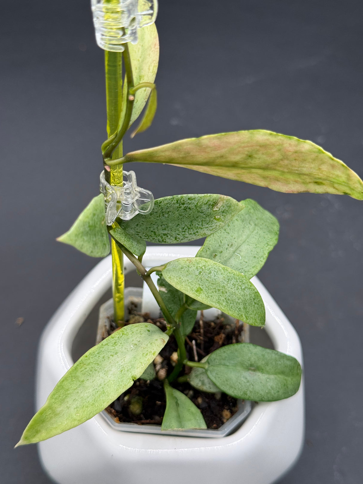 lacunosa ‘Winter Pandora’ -WD-950