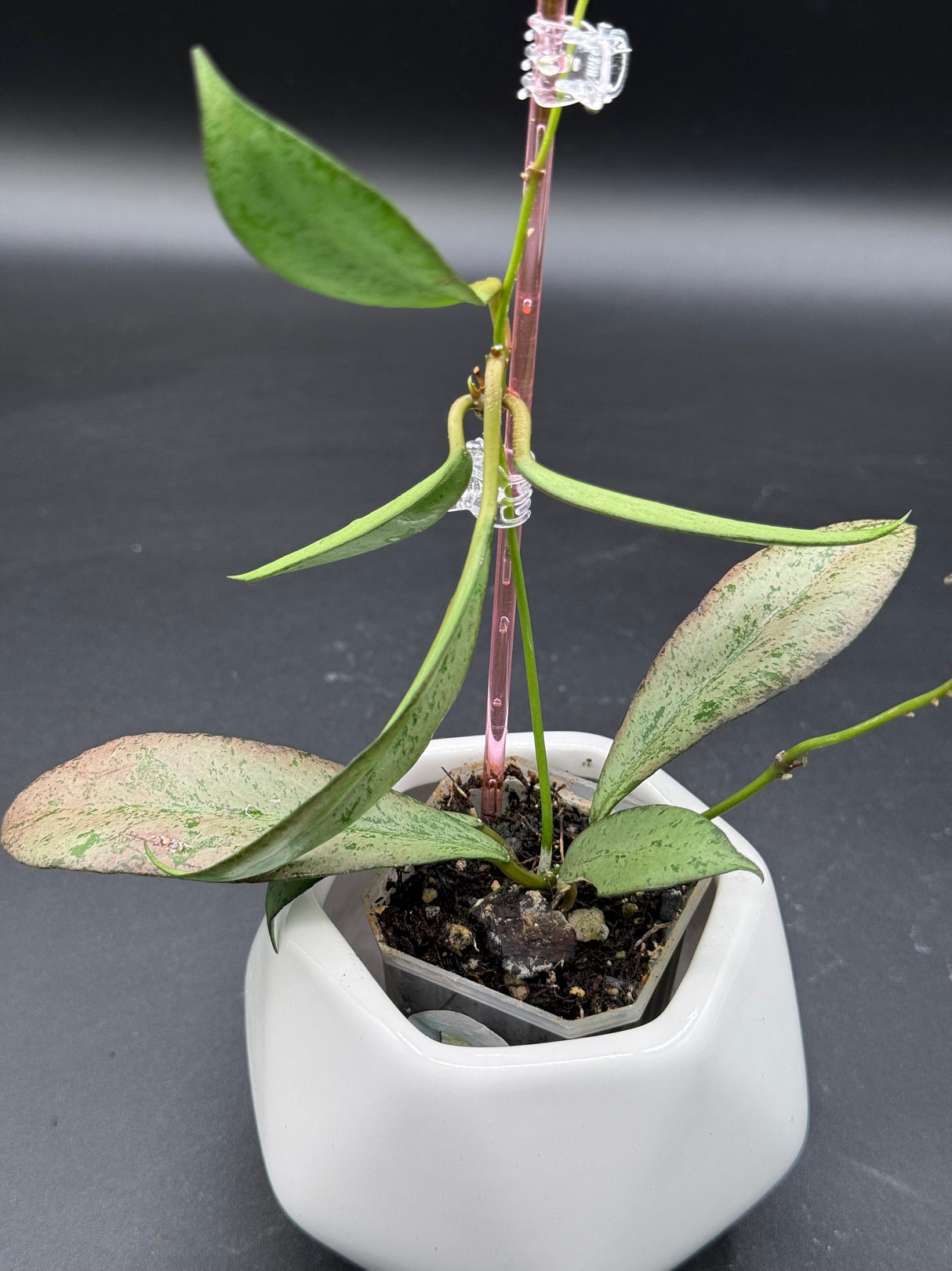 'Argentella Luna'  (kentiana x lamingtoniae) -WE-457