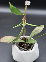 'Argentella Luna'  (kentiana x lamingtoniae) -WE-457