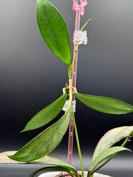 'Argentella Luna'  (kentiana x lamingtoniae) -WE-457