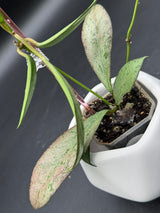 'Argentella Luna'  (kentiana x lamingtoniae) -WE-457