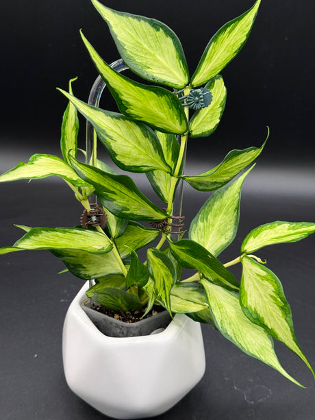 polyneura (inner variegated) -WD-936
