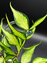 polyneura (inner variegated) -WD-936