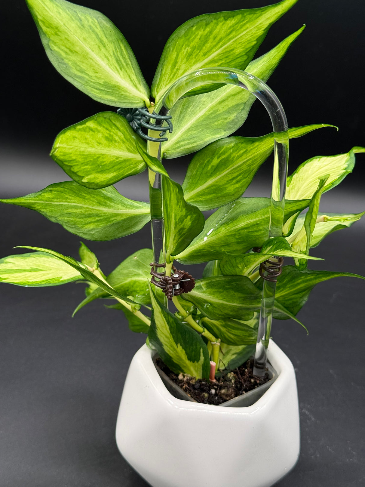 polyneura (inner variegated) -WD-936