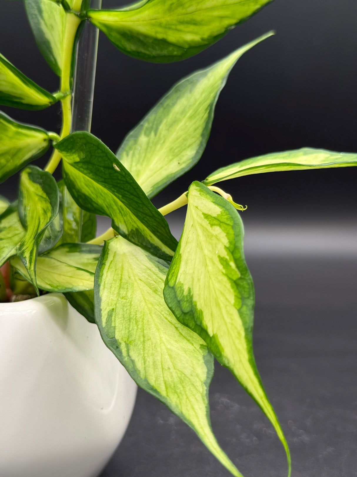 polyneura (inner variegated) -WD-936