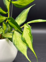 polyneura (inner variegated) -WD-936