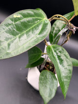 UT249 x latifolia ‘Pot of Gold’ -WD-829