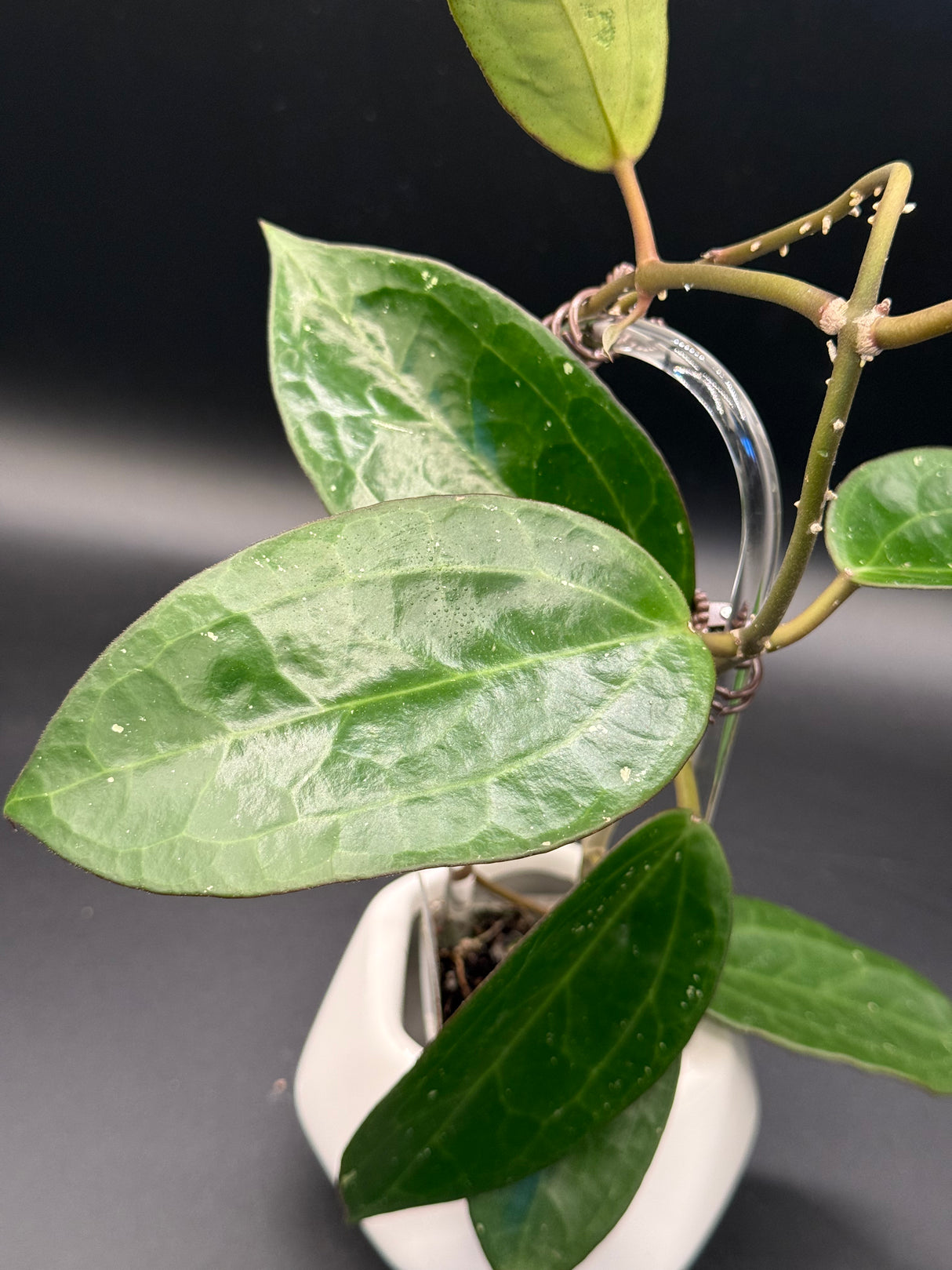 UT249 x latifolia ‘Pot of Gold’ -WD-829