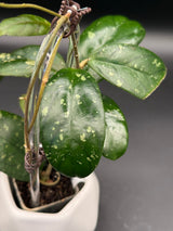sp. Tanggamus (Round Leaf) -WD-465