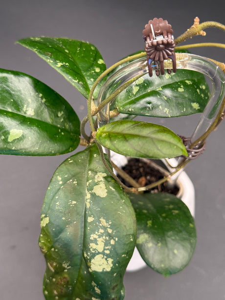 sp. Tanggamus (Round Leaf) -WD-465
