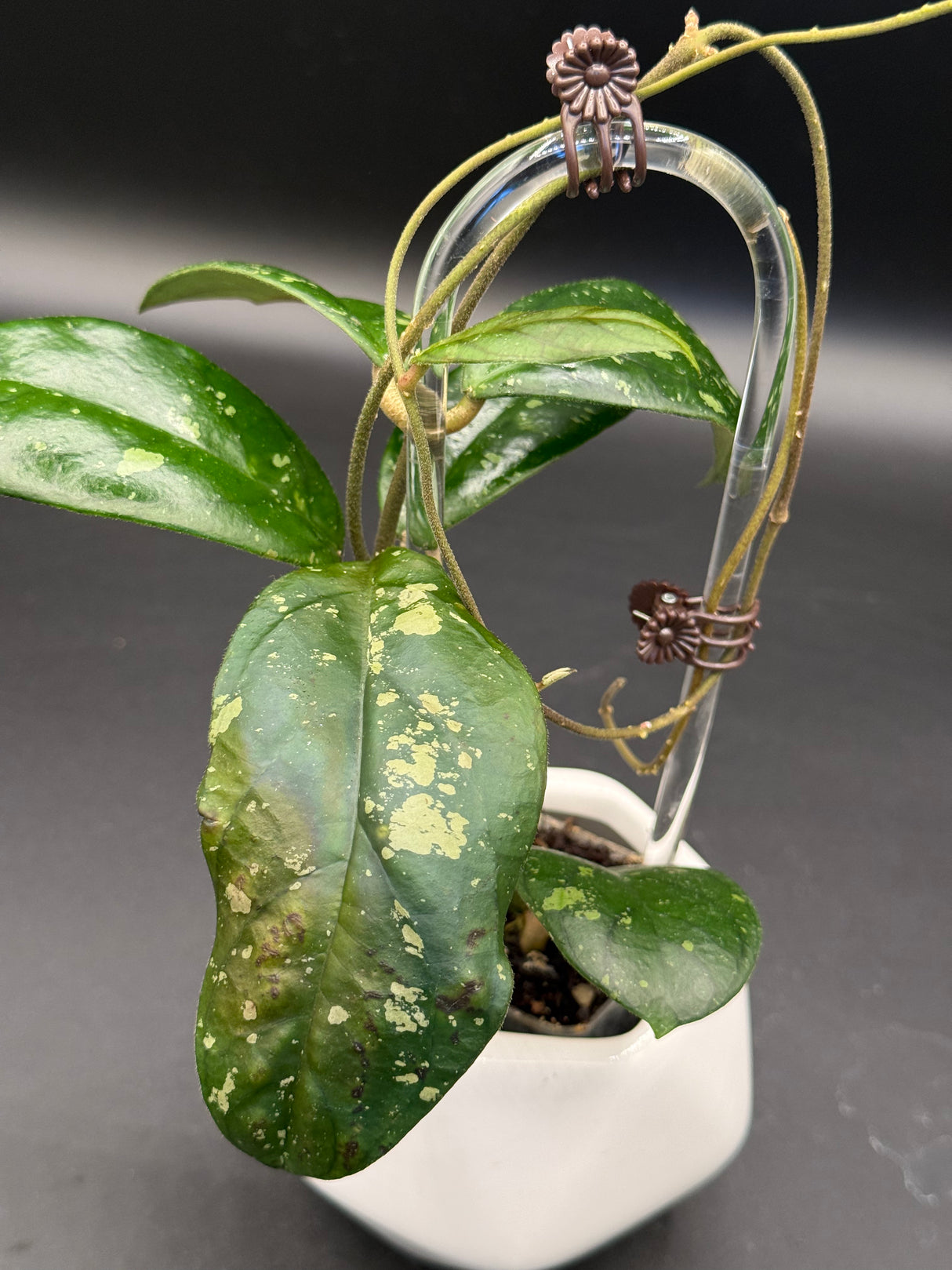 sp. Tanggamus (Round Leaf) -WD-465