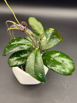 sp. Tanggamus (Round Leaf) -WD-465