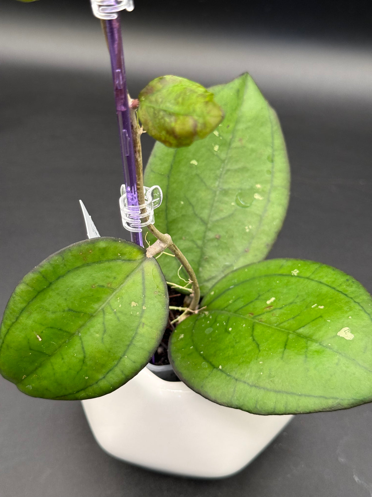 YMH012 (KSB01 x clem (aceh) NAPC seed 4) -WE-878