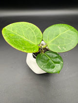 sp. Da Nang -WF-085