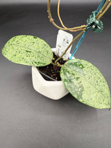 EX-01 (silver) -WF-092