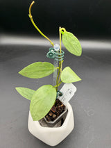 'Ellira' (silver elliptica x Glabra) - WE-707