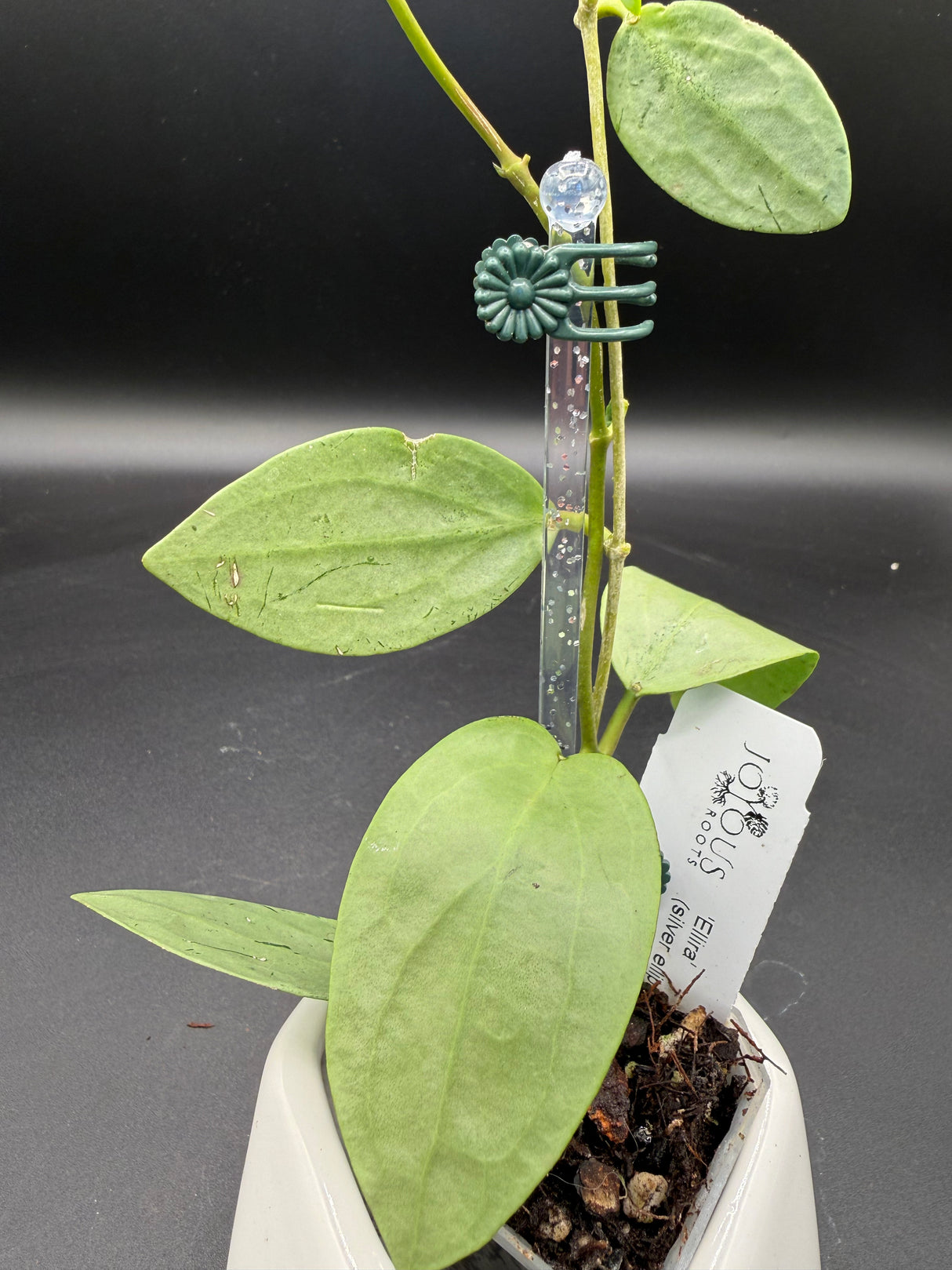'Ellira' (silver elliptica x Glabra) - WE-707