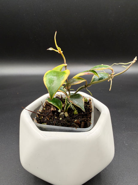 bakoensis (albomarginata) -WE-867