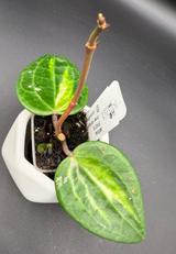 latifolla (FN015, inner variegated) -WF111