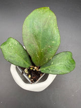 'Rasperry Striper’ RHM25137-2 (clemensiorum x UNK) -WF-110