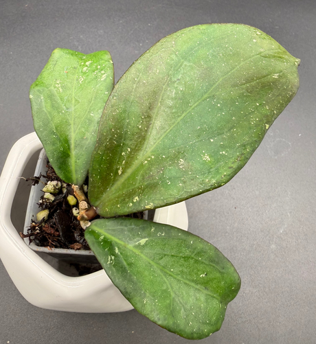 'Rasperry Striper’ RHM25137-2 (clemensiorum x UNK) -WF-110
