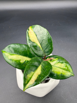 AH 'Momo' (variegated) -WE-854