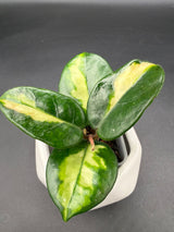AH 'Momo' (variegated) -WE-854