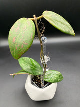 'Pink Curl' verticillata (FKA wibergiae) (DMW-001-Q) -WF112