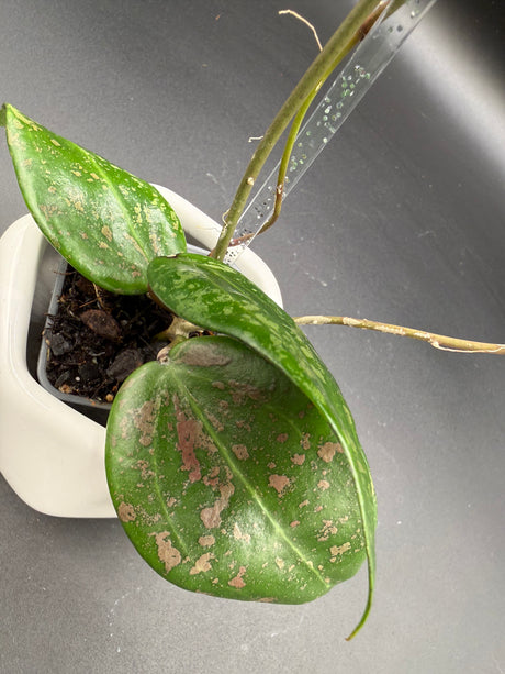 'Pink Curl' verticillata (FKA wibergiae) (DMW-001-Q) -WF112