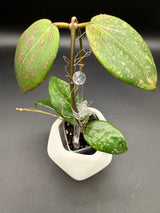 'Pink Curl' verticillata (FKA wibergiae) (DMW-001-Q) -WF112