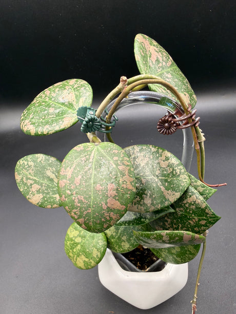 Verticillata (FKA Wibergiae 'Round Leaf) -WE-063