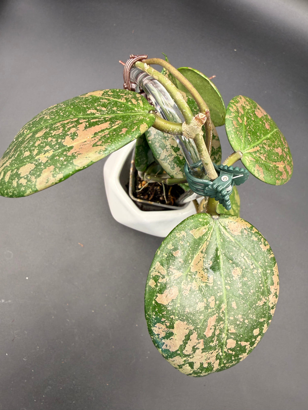 Verticillata (FKA Wibergiae 'Round Leaf) -WE-063