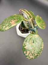 Verticillata (FKA Wibergiae 'Round Leaf) -WE-063