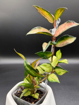 lacunosa 'Souma' - WE-869