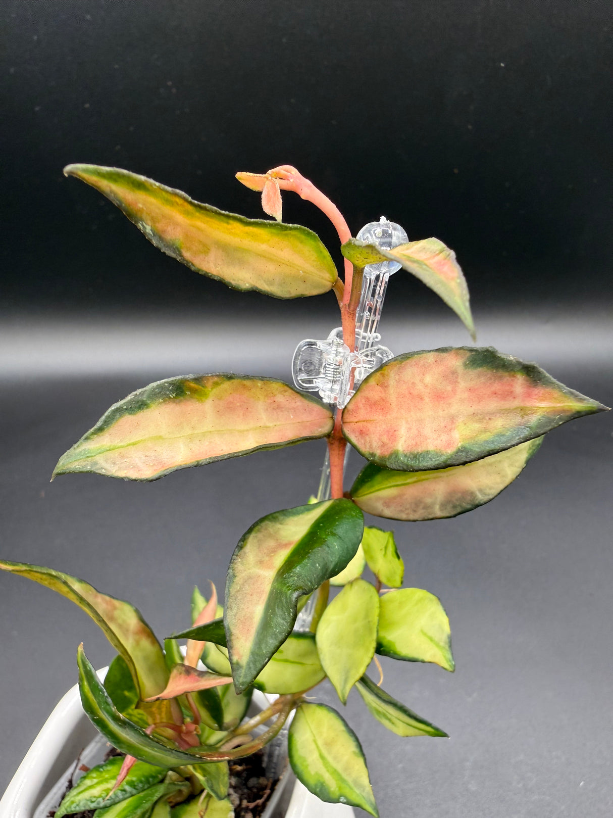 lacunosa 'Souma' - WE-869