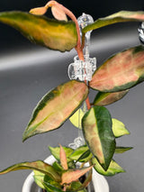 lacunosa 'Souma' - WE-869