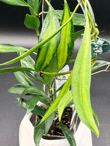 tsangi (inner variegated) -WD-939