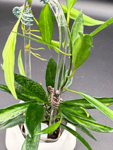 tsangi (inner variegated) -WD-939