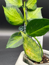 polyneura 'King' -WE-298