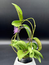 Verticillata ‘Silver Ghost’ -WD-454
