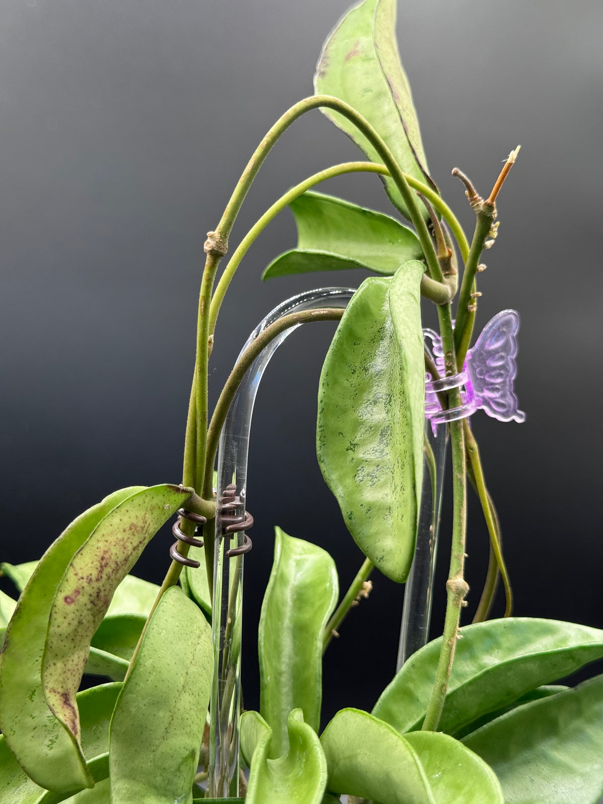 Verticillata ‘Silver Ghost’ -WD-454