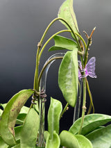 Verticillata ‘Silver Ghost’ -WD-454
