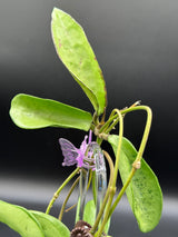 Verticillata ‘Silver Ghost’ -WD-454
