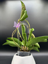 Verticillata ‘Silver Ghost’ -WD-454