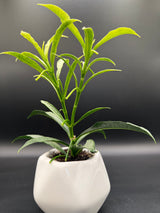 irisiae (silver) -WE-057
